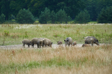 Naklejka na ściany i meble Herd of euroasian wild pigs or wild boars searching for food in the muddy field in the middle of meadow in the wood hunting area in the southern bohemia region of Czech Republic during summer evening.