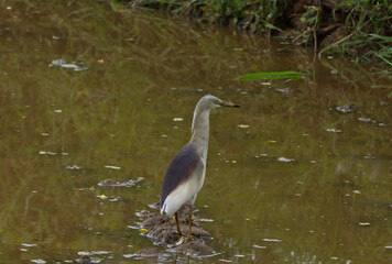 Javan Pond heron bird found in Odisha India Asia