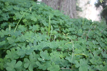 Clover near the tree