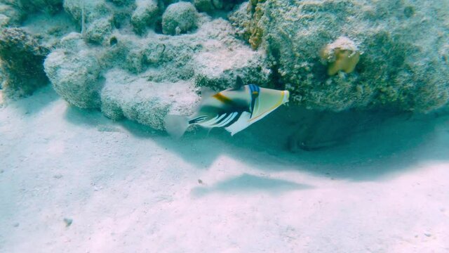 A Picasso Triggerfisch at the Maldives, Indian Ocean, Asia.