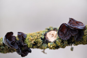 Black wood ear winter mushroom (Auricularia auricula-judae) on an elderberry branch overgrown with lichen. The fruiting body of black fungus. 