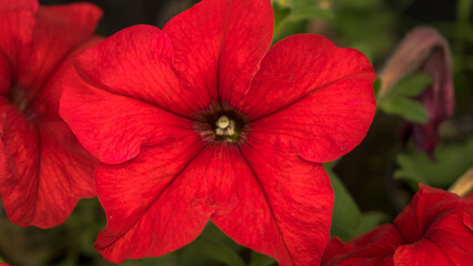 Flowers and plants. Nursery.