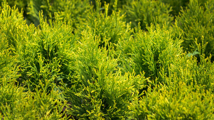 Flowers and plants. Nursery.