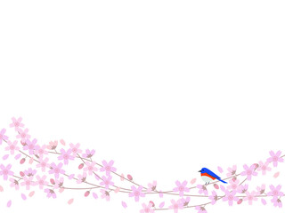 Japanese cherry blossom tree and Eastern bluebird