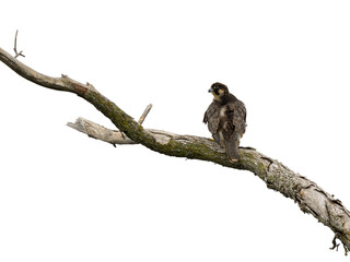 Peregrine Falcon  Standing on Dead Tree Branch on White Background, Isolated