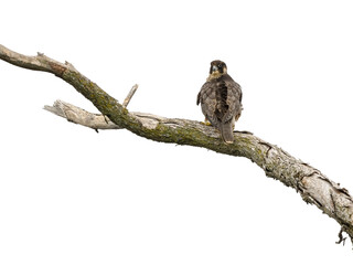 Peregrine Falcon  Standing on Dead Tree Branch on White Background, Isolated