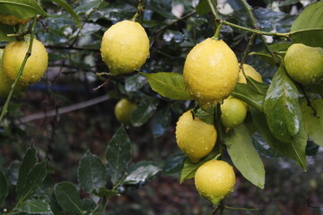 Lemons on branch with raindrops after rain.