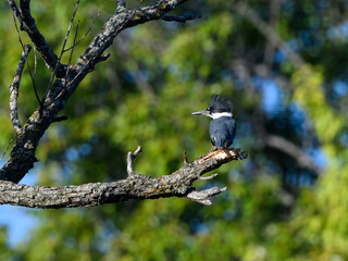 Belted Kingfisher Perched on Tree Branch in Summer