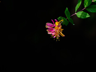 Etruscan honeysuckle Flower on Black Background
