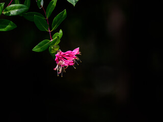 Etruscan honeysuckle Flower on Black Background