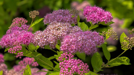 Flowers and plants. Nursery.