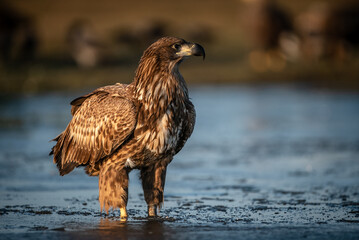 Young white-tailed eagle (Haliaeetus albicilla) in winter, morning lights