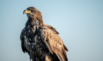 White-tailed eagle (Haliaeetus albicilla) in winter, perching