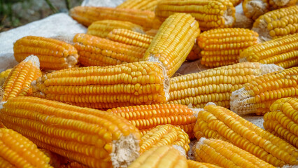 Fototapeta na wymiar pile of corn