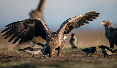 White-tailed eagles (Haliaeetus albicilla) in winter, feasting with crows around