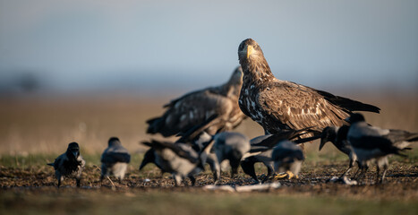 White-tailed eagles (Haliaeetus albicilla) in winter, feasting with crows around