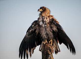 Young white-tailed eagles (Haliaeetus albicilla) in winter, drying wings on the sun