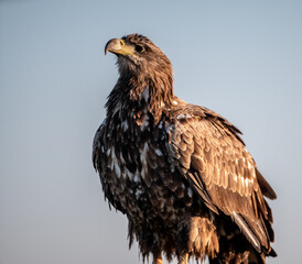 Young white-tailed eagles (Haliaeetus albicilla) in winter, perching