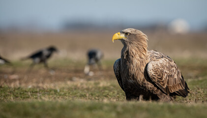 Adult white-tailed eagle (Haliaeetus albicilla) in winter