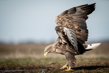 Adult white-tailed eagle (Haliaeetus albicilla) in winter