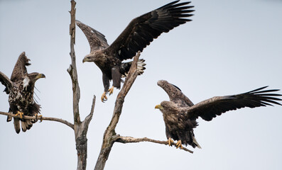 White-tailed eagles (Haliaeetus albicilla) on a tree in winter, attacking