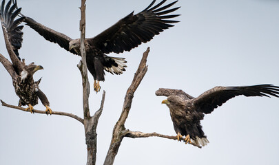 White-tailed eagles (Haliaeetus albicilla) on a tree in winter, attacking