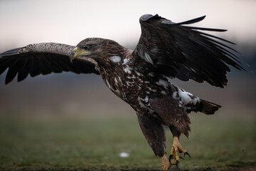 Young white-tailed eagle (Haliaeetus albicilla) in winter