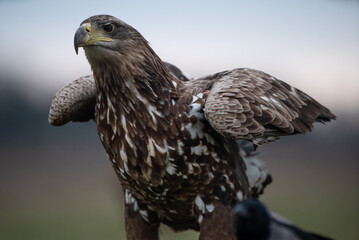 Young white-tailed eagle (Haliaeetus albicilla) in winter