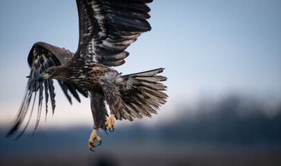 Young white-tailed eagle (Haliaeetus albicilla) in winter, flying off