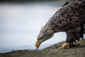 Adult white-tailed eagle (Haliaeetus albicilla) in winter, eating a carcass