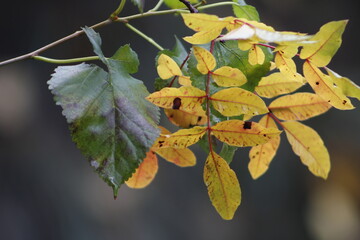 Fototapeta na wymiarDry leaves on branch in autumn. Close up. Yellow and green leaves texture and blurred background.
