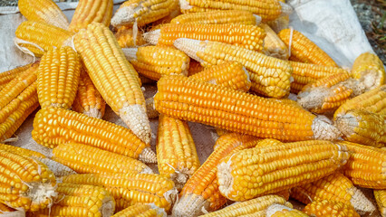 Fototapeta na wymiar pile of corn