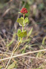 A wild flower found in the brazilian savannah. Cerrado. Species Palicourea rigida also known Box knocker from the Rubiaceae family. Cerrado flower. Amazing nature. Natural colors.