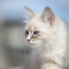 Young Neva masquerade kitten, domestic cat.