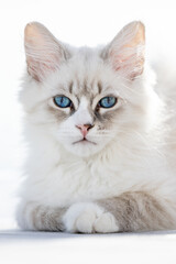 Young Neva masquerade kitten, domestic cat.