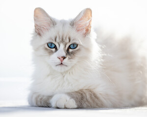 Young Neva masquerade kitten, domestic cat.