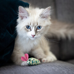 Young Neva masquerade kitten, domestic cat.