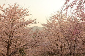 夕暮れの桜並木