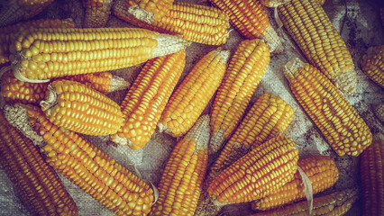 Plakat pile of corn