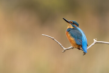 Male Common Kingfisher perched on a branch looking up with autumnal colour in the background.  