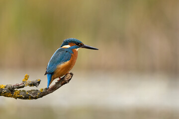 Male Common Kingfisher perched on a branch above a pond in profile.  