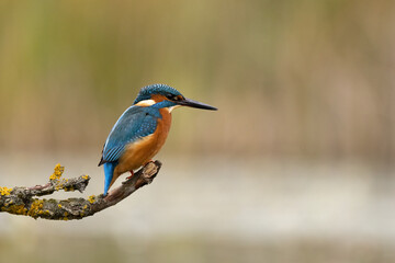 Obraz premium Male Common Kingfisher perched on a branch above a pond in profile. 