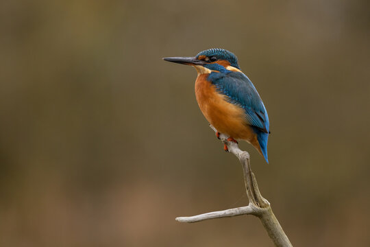 Male Common Kingfisher perched on the top of a branch with autumnal colours in the background.  