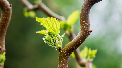 Flowers and plants. Nursery.