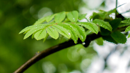 Flowers and plants. Nursery.