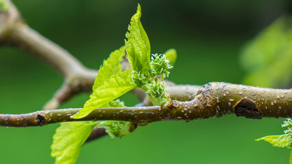 Flowers and plants. Nursery.