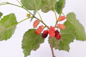 selective focus Mulberry tree and mulberry fruit on white background isolated