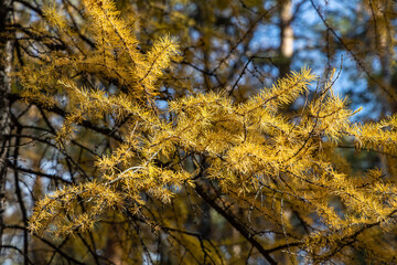 Horizontal photo of a larch tree with yellow needles is in the forest in autumn