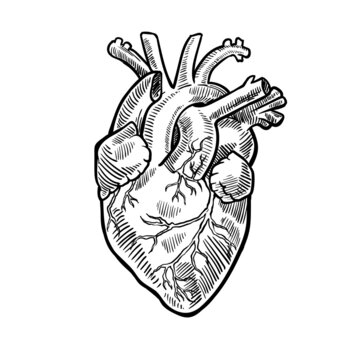 Graphic drawing anatomical human heart