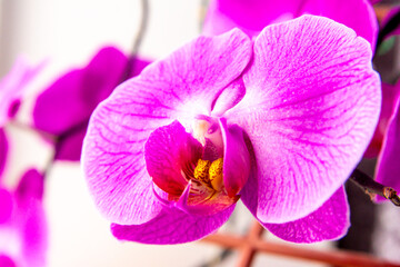 Fototapeta na wymiar purple orchid flower with detailed texture of fiolet petals - phalaenopsis, selective focus